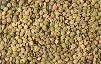 Green Lentils