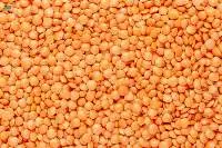 Red Whole Lentils