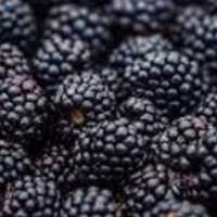 Frozen Blackberries Grade A Export Quality