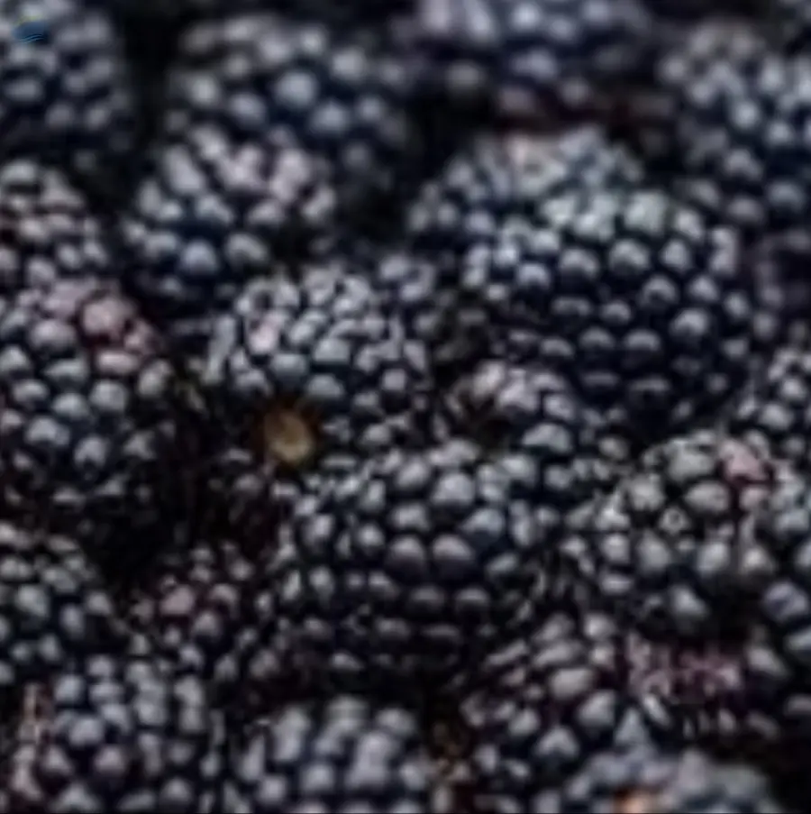 Frozen Blackberries Grade A Export Quality