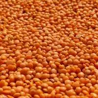 Organic Natural Red Lentils Grocery Pack