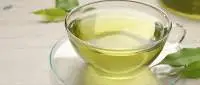 Natural Green Tea Leaves Bulk Supply