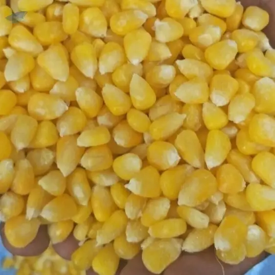 High Quality Frozen Sweetcorn Kernels