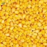 Premium High Quality Sweet Corn Kernels
