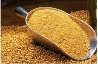 Top Quality Soybeans Meal Available