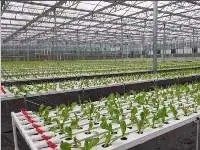 Commercial Hydroponic Supplies