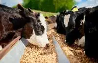 Premium Quality Natural Animal Feed Products