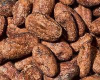 Premium Export Grade Cocoa Beans
