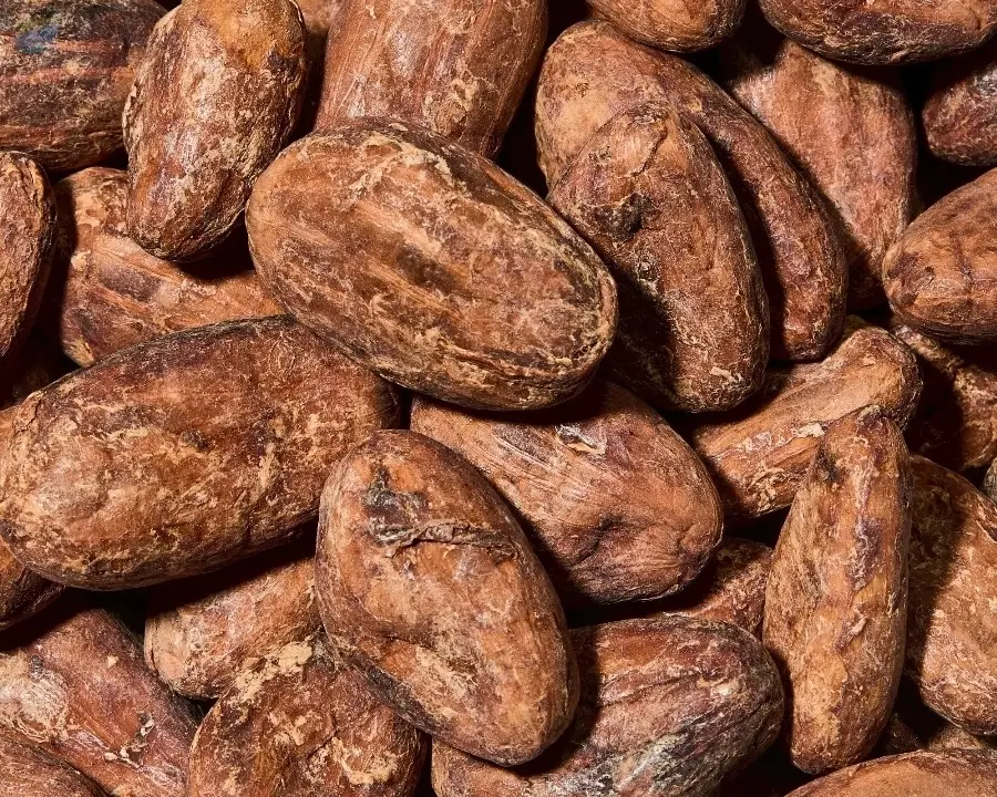 Premium Export Grade Cocoa Beans