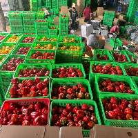 Bell Pepper Harvest