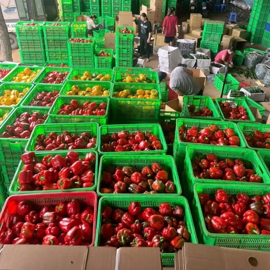 Bell Pepper Harvest