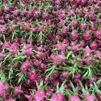 Dragon Fruit
