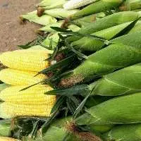 Fresh Corn