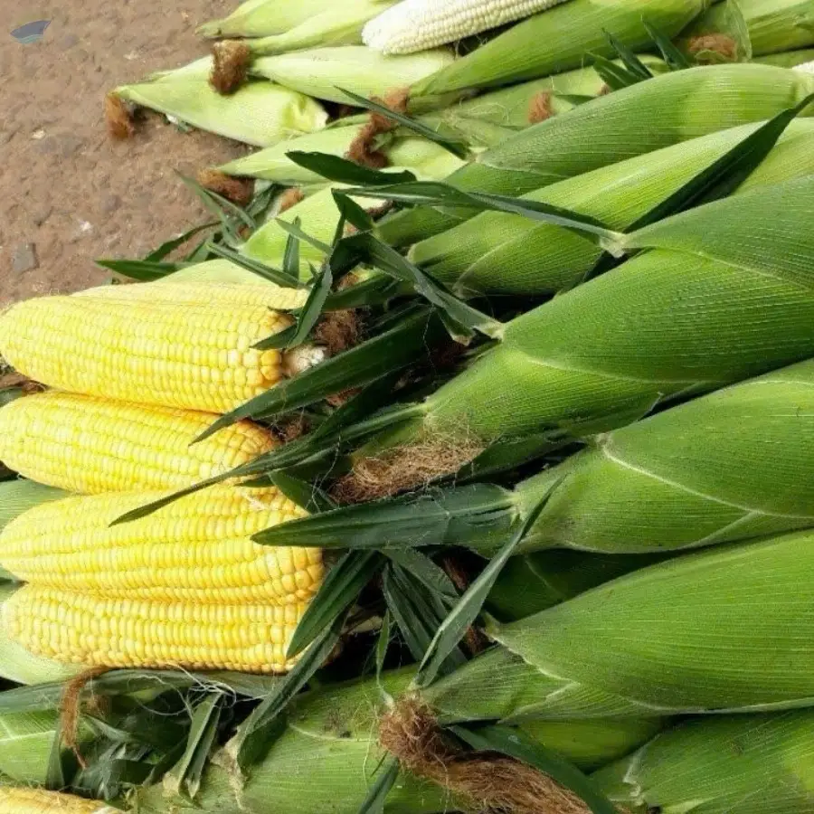 Fresh Corn