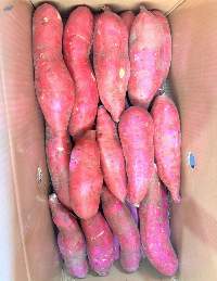 Sweet Potato