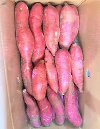 Sweet Potato