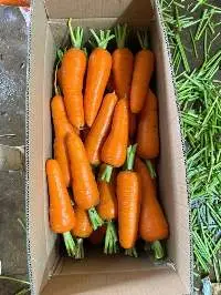 Vietnam Carrot