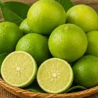 Premium Export Grade Indian Fresh Lime