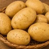Premium Export Grade Fresh Potatoes