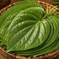 Premium Export Quality Betel Leaves