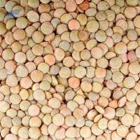 Global Export Grade Premium Dried Lentils