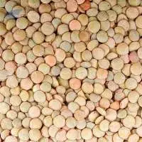 Global Export Grade Premium Dried Lentils