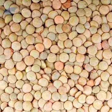 Global Export Grade Premium Dried Lentils