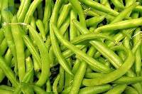 Fresh Green Beans for Premium Food Supply