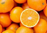 Premium Fresh Oranges for Juicing, Consumption