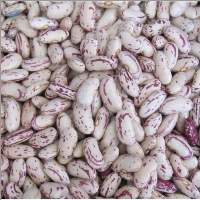Premium Light Speckled Kidney Beans