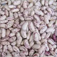 Premium Light Speckled Kidney Beans