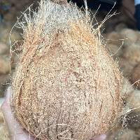 Semi Husked Coconut
