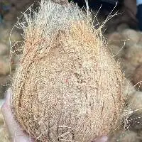 Semi Husked Coconut