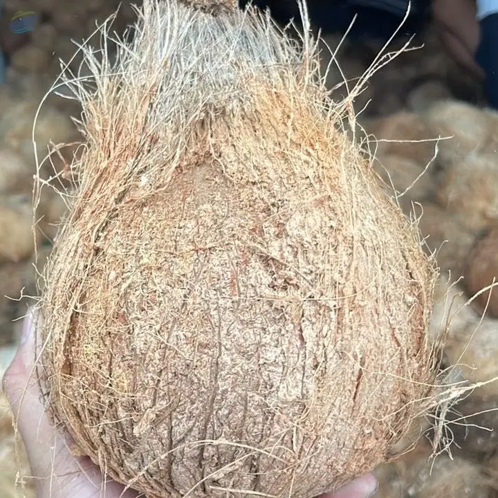 Semi Husked Coconut