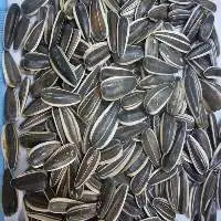 Sunflower Seeds  