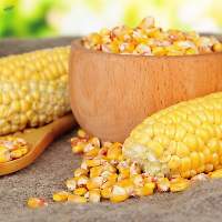 Premium Quality Corn Maize Seeds
