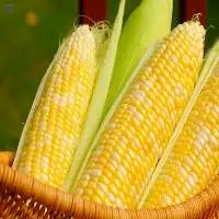 Dried Yellow Maize