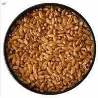 Wheat  