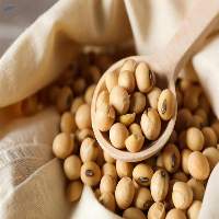 Premium Grade Soybeans  