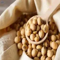 Premium Grade Soybeans  
