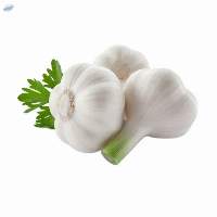 Fresh Indian White Garlic