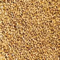 Premium Barley Grain for Healthy Diet Use