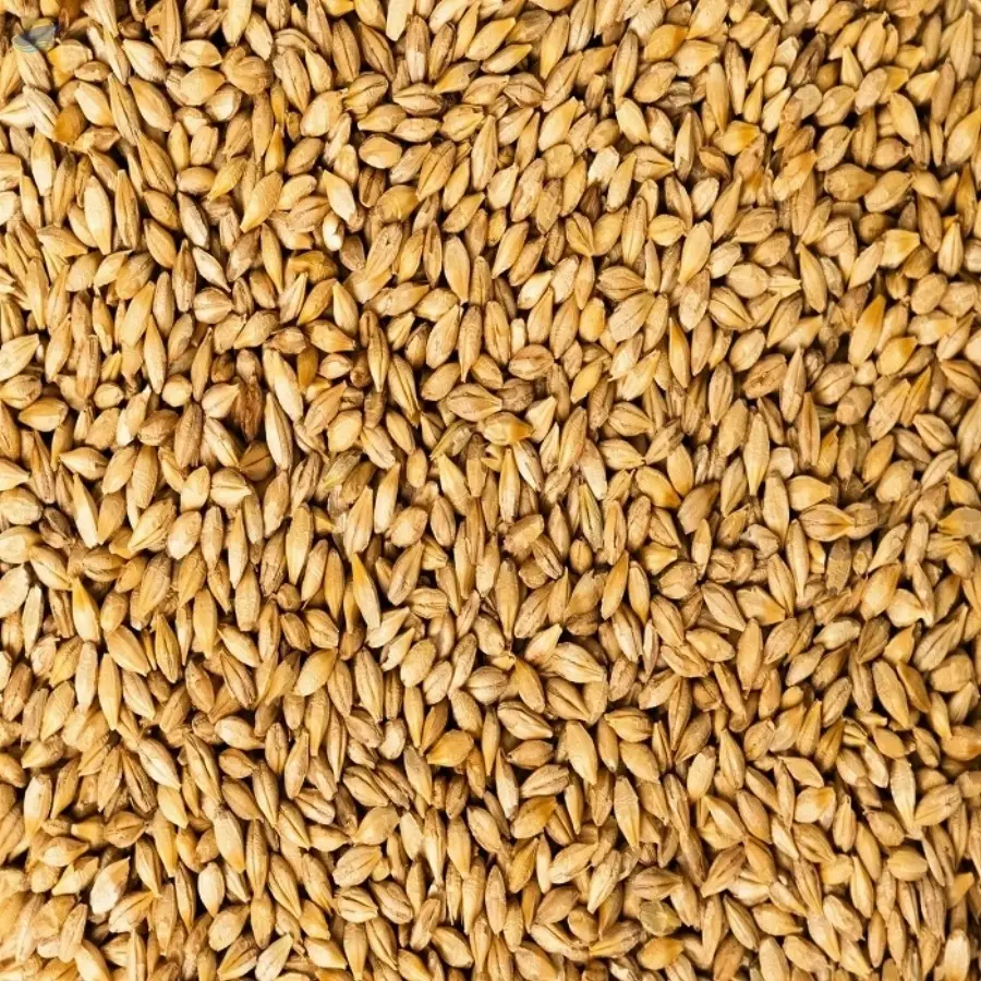 Premium Barley Grain for Healthy Diet Use