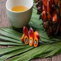 Organic Palm Oil Bulk Supply 