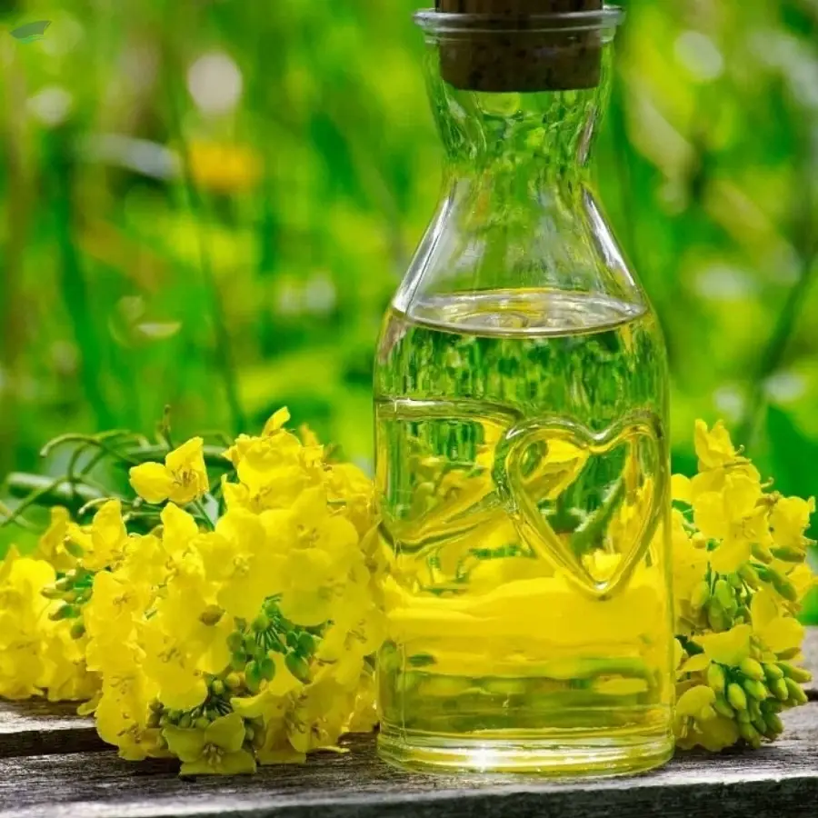 High Quality Pure Refined Canola Oil