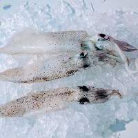Frozen Squid 