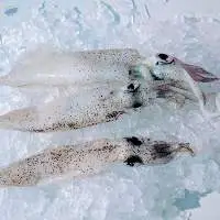 Frozen Squid 