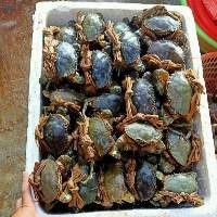 Wholesale Frozen Crab 