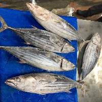 Frozen Tuna Fish 