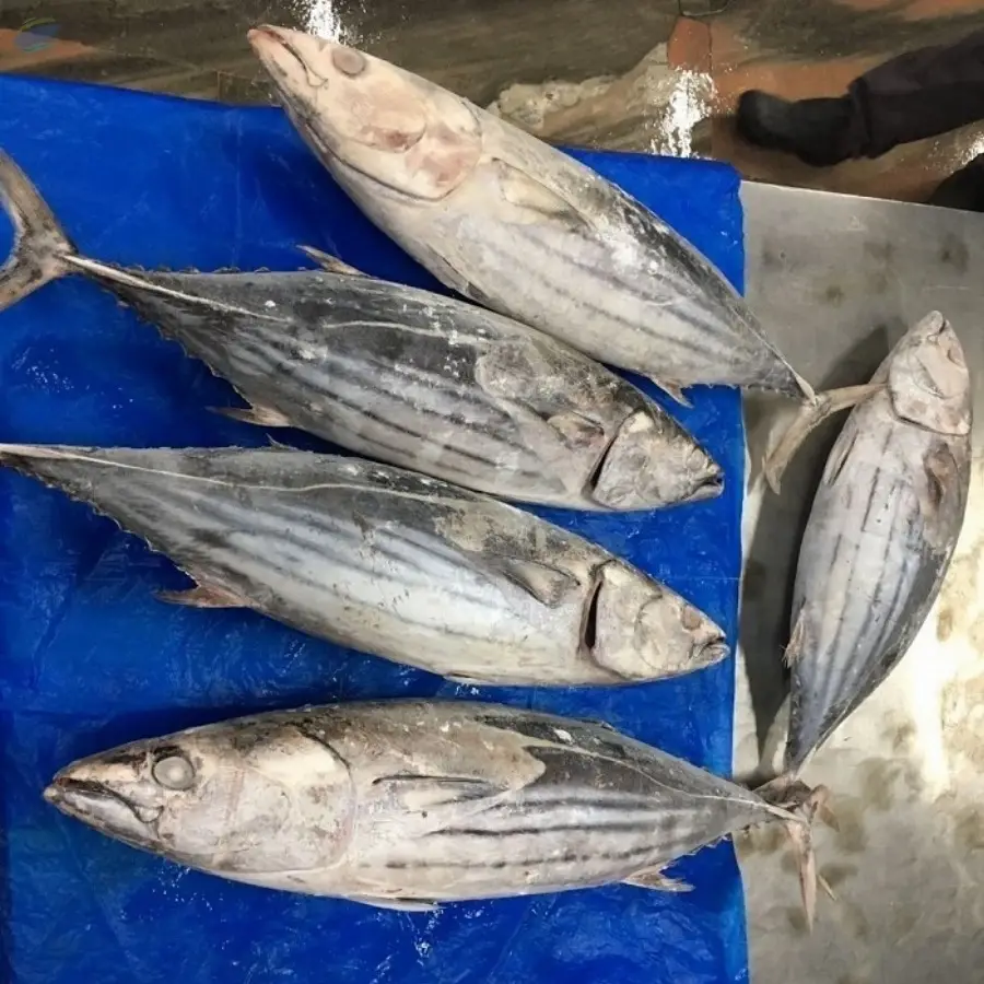 Frozen Tuna Fish 